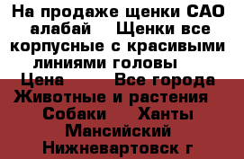 На продаже щенки САО (алабай ). Щенки все корпусные с красивыми линиями головы . › Цена ­ 30 - Все города Животные и растения » Собаки   . Ханты-Мансийский,Нижневартовск г.